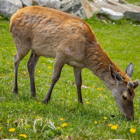 Apartmany Lesy A Luky - V Srdci Tatier Vysoké Tatry 외부 사진